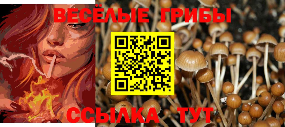Будённовск  Галлюциногенные грибы Psilocybe  Вход с VPN 